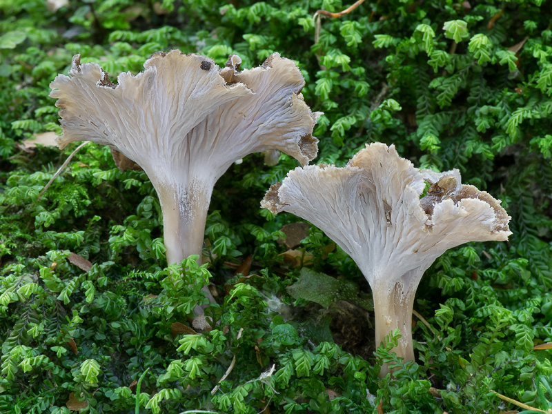 Pseudocraterellus sinuosus